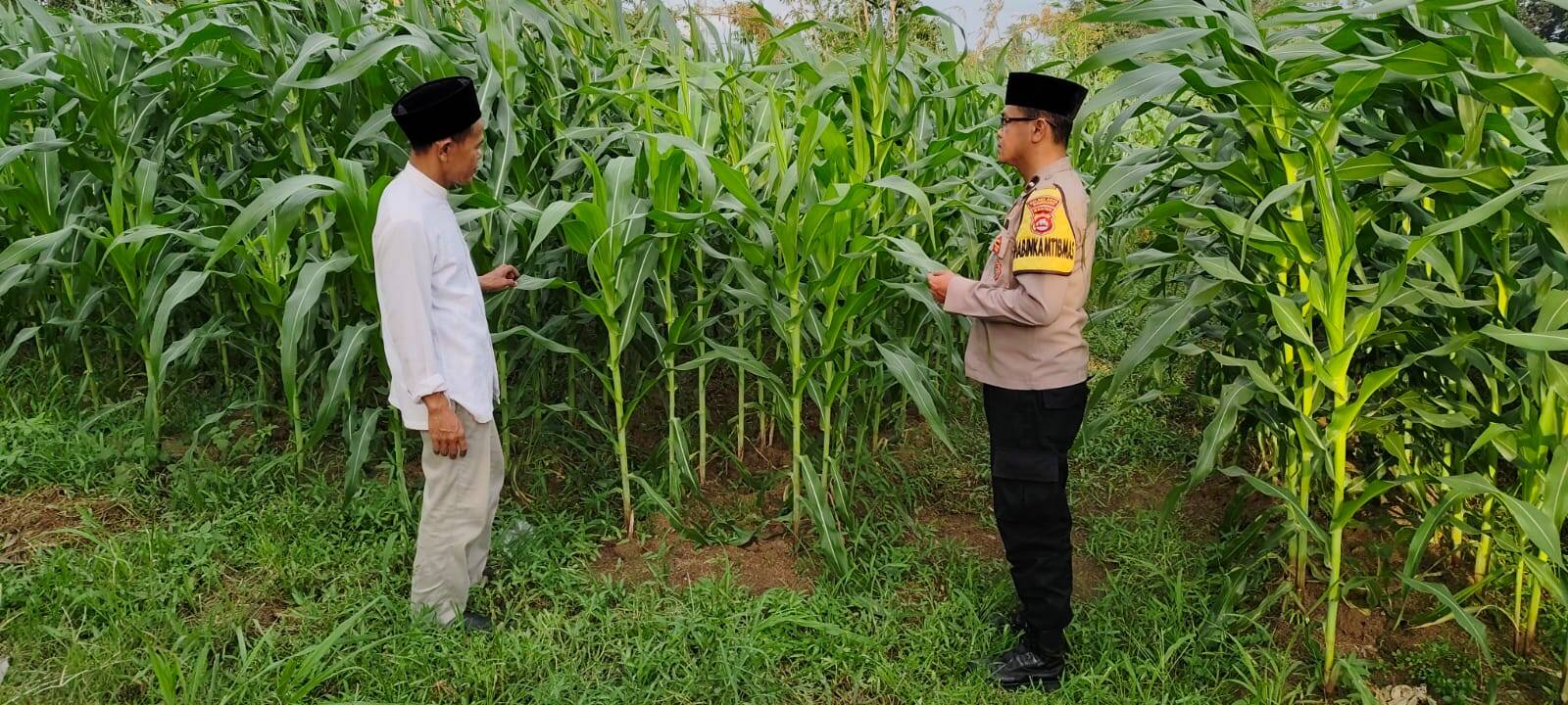 IMG-20260523-WA0012 Bhabinkamtibmas Polsek Cikupa Cek Lahan Jagung Hibrida Program Ketahanan Pangan