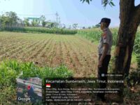 Bhabinkamtibmas Sumberasih Terjun ke Sawah, Pastikan Jagung Petani Tumbuh Maksimal