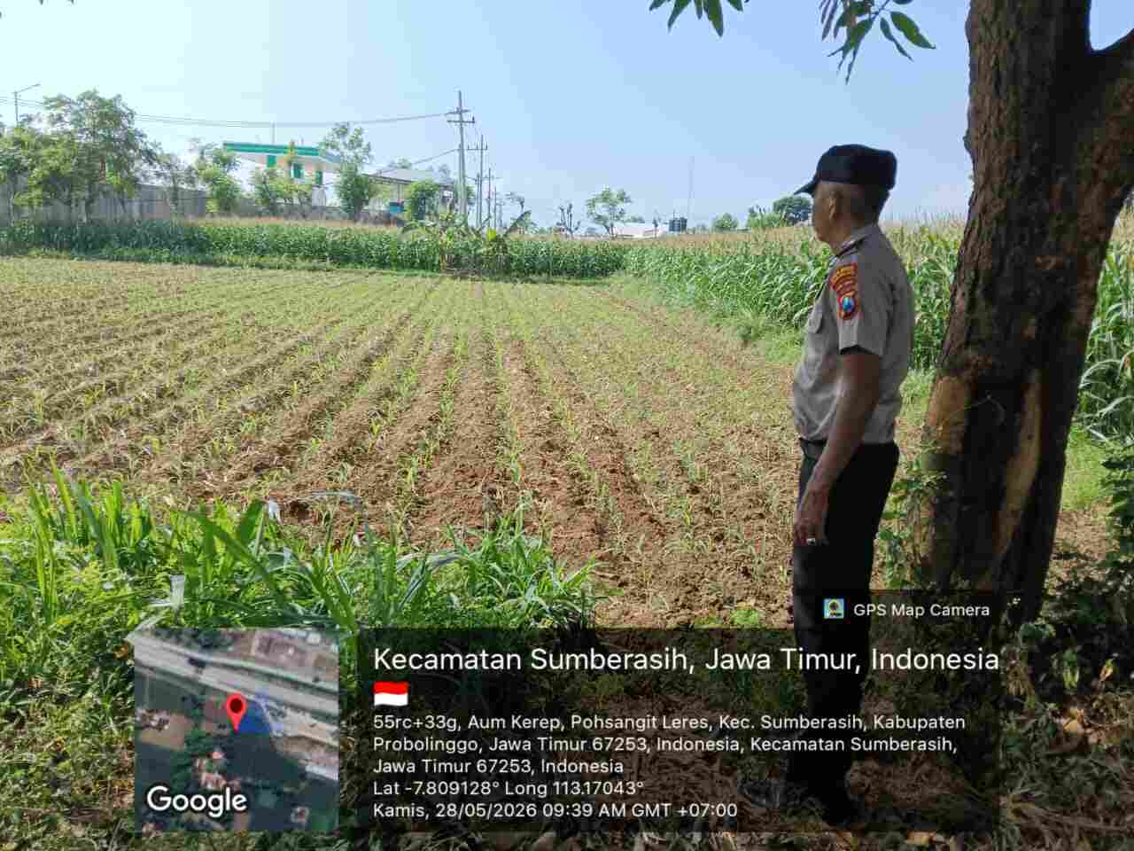 Bhabinkamtibmas Sumberasih Terjun ke Sawah, Pastikan Jagung Petani Tumbuh Maksimal