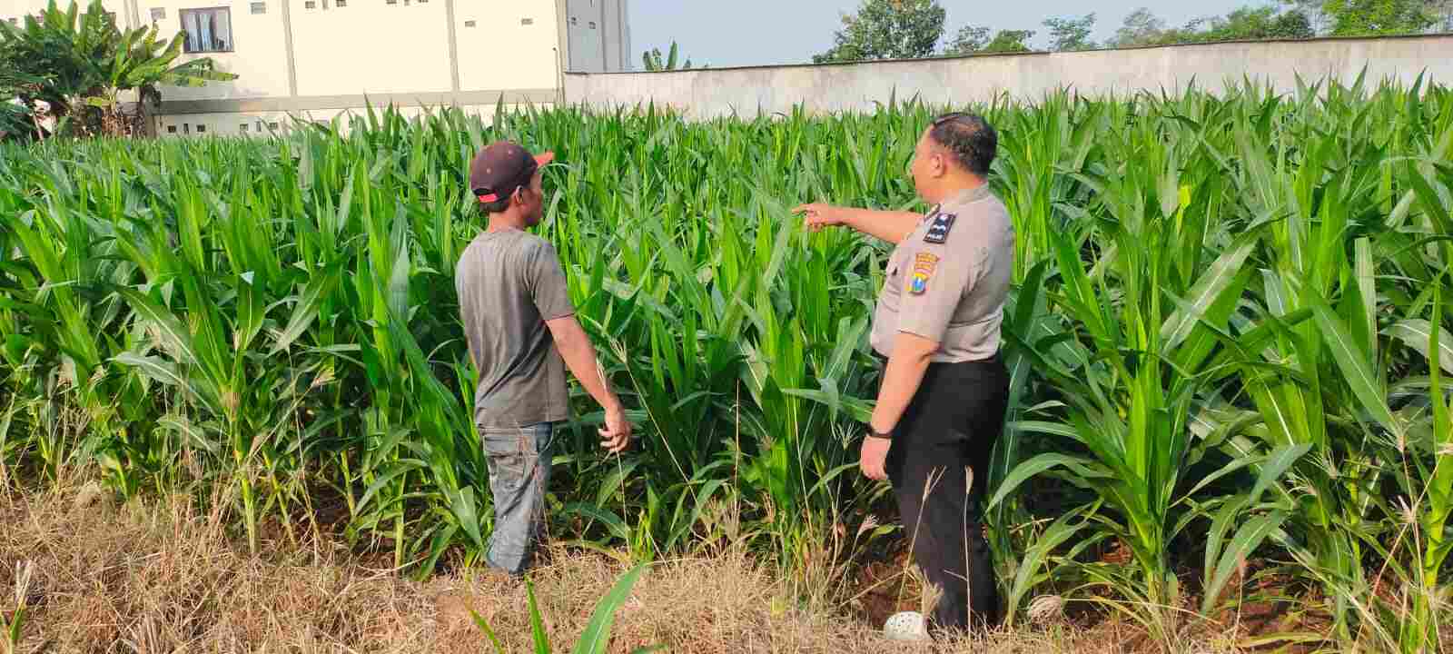 Polres Probolinggo Kota Hadir di Tengah Petani Jagung, Pastikan Program Presiden Berjalan