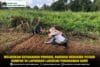 WhatsApp Image 2026-05-16 at 18.54.03 Wujudkan Ketahanan Pangan, Babinsa Bersama Petani Kompak di Lapangan Lakukan Penanaman Sawi