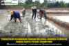 Tingkatkan Ketahanan Pangan Wilayah, Babinsa Turun ke Sawah Bantu Petani Tanam Padi