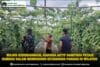 foto website (82) Wujud Kebersamaan, Babinsa Aktif Dampingi Petani Gambas Dalam Mendukung Ketahanan Pangan Di Wilayah