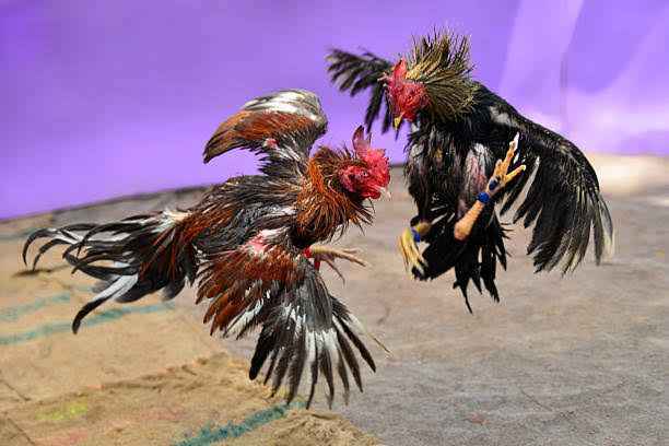 Dugaan Judi Sabung Ayam dan Dadu di Kediri Disebut Kian Terorganisir, Warga Nilai Penegakan Hukum Tidak Menyentuh Akar Masalah