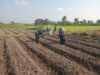 Wujudkan Ketahanan Pangan, Babinsa Pikatan Turun Ke Sawah Dampingi Petani Tanam Jagung