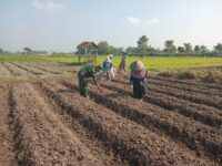 Wujudkan Ketahanan Pangan, Babinsa Pikatan Turun Ke Sawah Dampingi Petani Tanam Jagung