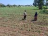 IMG-20260602-WA0335 Polisi Dampingi Petani di Sumber Wetan, Kawal Program Ketahanan Pangan dari Lahan Jagung Binaan