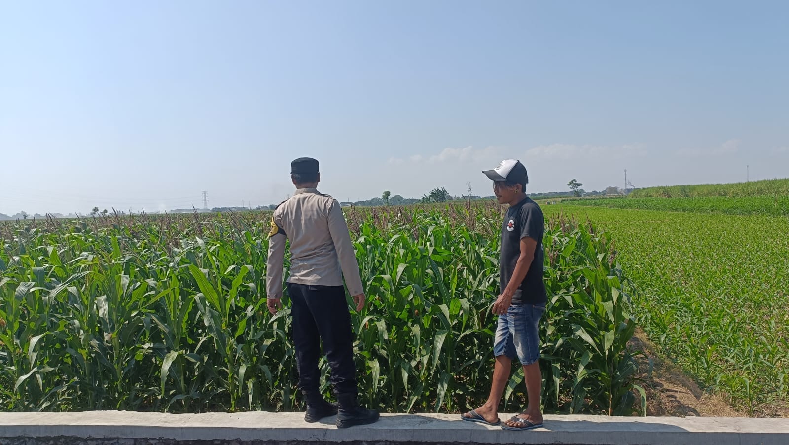 IMG-20260603-WA0285 Dukung Swasembada Pangan, Polisi Dampingi Petani Jagung di Kademangan