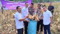 Kapolsek Cikupa Hadiri Panen Jagung Kuartal II Program Ketahanan Pangan di Desa Sukadamai