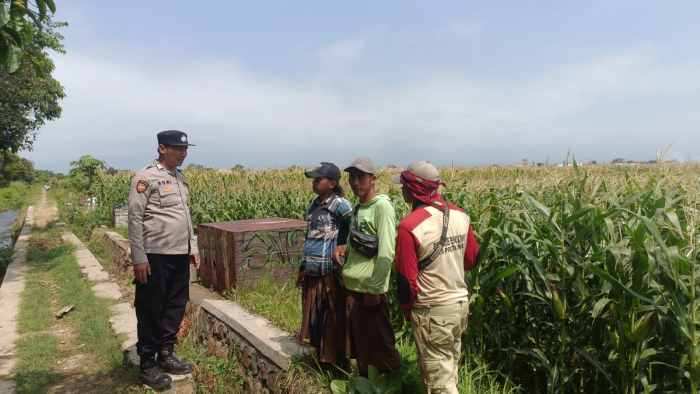 Dukung Program Presiden, Polisi Aktif Dampingi Petani Jagung di Probolinggo Kota