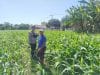 IMG-20260609-WA0337 Polisi Turun ke Lahan Jagung di Tongas, Perkuat Program Ketahanan Pangan Nasional
