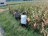IMG-20260612-WA0017 Bhabinkamtibmas Pekoren Pantau Lahan Jagung di Rembang, Kawal Asta Cita Ketahanan Pangan