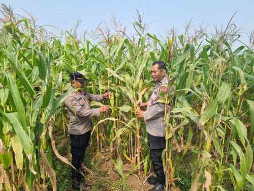 IMG-20260612-WA0030 Kanit Binmas Polsek Cikupa Monitoring Tanaman Jagung Hibrida Program Ketahanan Pangan di Panongan