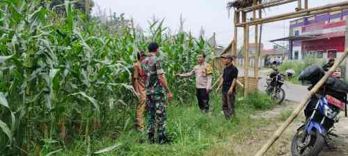 IMG-20260615-WA0050 Polsek Cikupa Pantau Perkembangan Jagung Hibrida di Desa Ciakar, Tanaman Tumbuh Subur