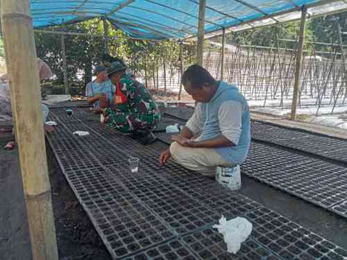 IMG-20260616-WA0088 Dekat dengan Warga, Babinsa Koramil 1505-01/Tidore Bantu Petani Semai Bibit Tomat