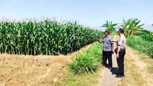 Polisi Dampingi Petani Jagung di Sumberasih, Lahan 1,3 Hektare Diproyeksikan Panen Agustus 2026