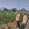 IMG-20260617-WA0024 Bhabinkamtibmas Polsek Cikupa Cek Lahan Jagung Hibrida, Perkuat Program Ketahanan Pangan Nasional