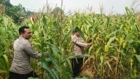Aiptu Mukhsodin dan Bripka S. Hamdi Monitoring Tanaman Jagung Hibrida, Dukung Program 1 Desa 2 Hektare di Panongan
