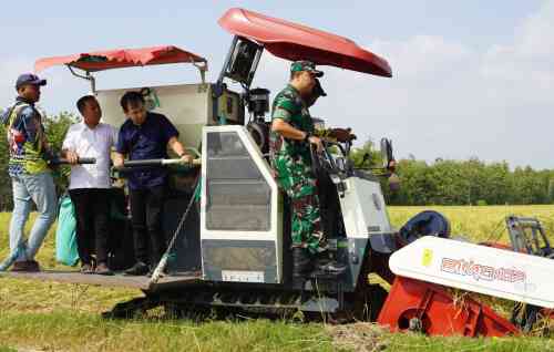 Dukung Ketahanan Pangan, Dandim Bojonegoro Hadiri Wiwit Massal dan Panen Raya Padi