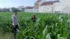 IMG-20260622-WA0180 Dari Sawah ke Solusi, Polisi Siap Hubungkan Petani dengan Penyuluh Pertanian