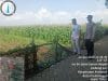 Polsubsektor Kedopok Bergerak, Lahan Jagung Warga Dipantau Demi Ketahanan Pangan
