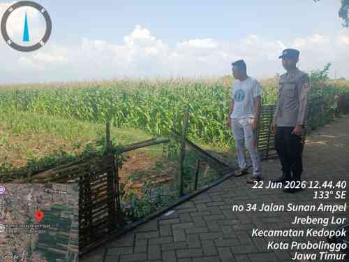 Polsubsektor Kedopok Bergerak, Lahan Jagung Warga Dipantau Demi Ketahanan Pangan