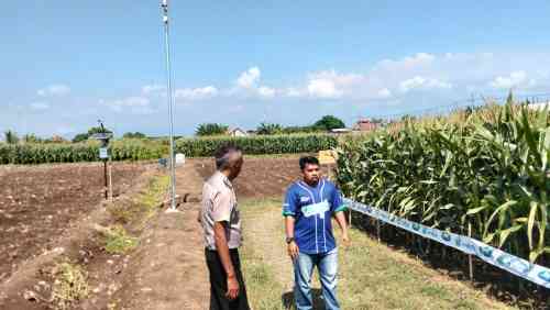 Polsek Sumberasih Monitoring Lahan Jagung 21,5 Hektare di Desa Pesisir, Dukung Ketahanan Pangan Nasional