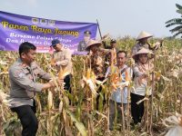 IPTU Mahdi Pantau Langsung Panen Jagung, Dukung Program Ketahanan Pangan Presiden