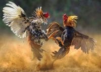 Kapolda Jatim Diminta Jawab, Kenapa Sabung Ayam Bisa Berjalan Terbuka?