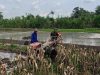Perrcepat Masa Tanam, Babinsa Sumberingin Kopda Nizar Dampingi Petani Membajak Sawah