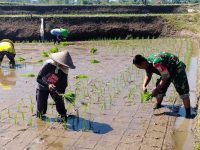 Sinergi Hanpangan, Babinsa Kotes Kopda Ari Wibowo Dampingi Petani Menanam Padi