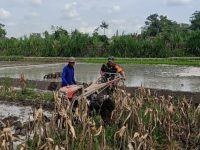Perrcepat Masa Tanam, Babinsa Sumberingin Kopda Nizar Dampingi Petani Membajak Sawah