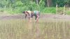 01 Jaga Kualitas Padi, Koptu Eka Hendarwanto Bantu Petani Bersihkan Hama Keong Dan Gulma Sawah