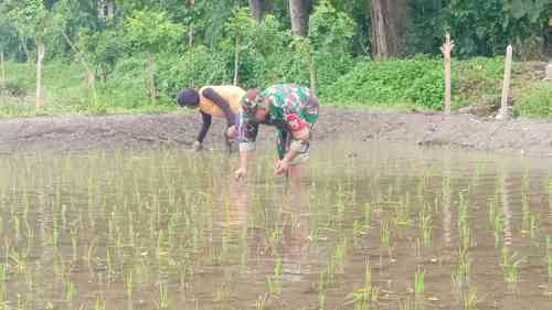 01 Jaga Kualitas Padi, Koptu Eka Hendarwanto Bantu Petani Bersihkan Hama Keong Dan Gulma Sawah