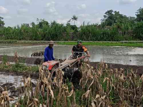 Perrcepat Masa Tanam, Babinsa Sumberingin Kopda Nizar Dampingi Petani Membajak Sawah