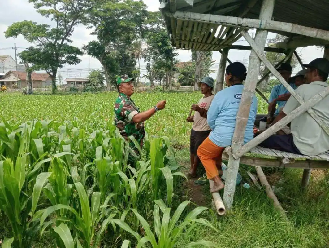 1 Optimalkan Hasil Panen, Serma Yuda Indra Gelar Komsos Budidaya Jagung Bersama Poktan Margo Utomo