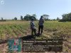 IMG-20260701-WA0265 Polsek Sumberasih Dampingi Petani Jagung, Perkuat Ketahanan Pangan di Probolinggo