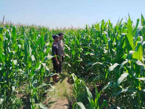 IMG-20260702-WA0448 Polsek Tongas Dampingi Ponpes Kembangkan Lahan Jagung, Dukung Ketahanan Pangan Nasional