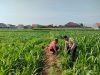 IMG-20260703-WA0281 Patroli Polsubsektor Kanigaran Sambangi Petani Jagung, Pastikan Keamanan dan Dukung Ketahanan Pangan