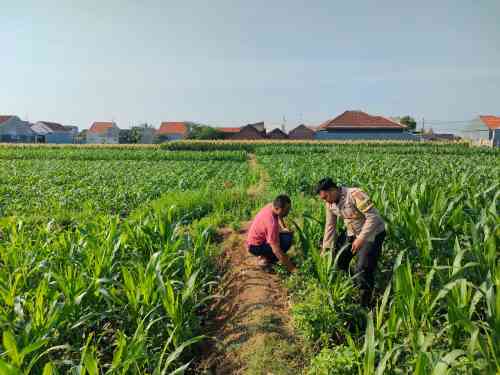 IMG-20260703-WA0281 Patroli Polsubsektor Kanigaran Sambangi Petani Jagung, Pastikan Keamanan dan Dukung Ketahanan Pangan