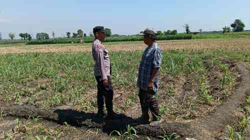 IMG-20260704-WA0197 Polsek Sumberasih Dampingi Petani Rawat Lahan Jagung 9 Hektare, Perkuat Ketahanan Pangan Nasional