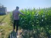 IMG-20260705-WA0120 Polsubsektor Kanigaran Dampingi Petani Jagung, Perkuat Ketahanan Pangan dan Jaga Kamtibmas
