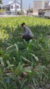 IMG-20260705-WA0184 Polsek Jatiroto Intensif Pantau Lahan Jagung, Perkuat Program Ketahanan Pangan Nasional