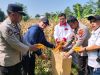 Wakapolsek Cikupa Hadiri Panen Jagung Kuartal II Program 1 Desa 2 Hektare, Dukung Ketahanan Pangan Nasional