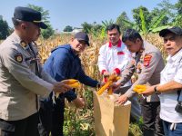 Wakapolsek Cikupa Hadiri Panen Jagung Kuartal II Program 1 Desa 2 Hektare, Dukung Ketahanan Pangan Nasional