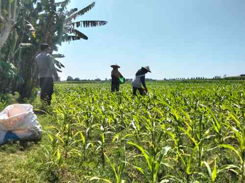 Panen Ditarget Akhir Agustus, Polsek Sumberasih Awasi Lahan Jagung 5,5 Hektare