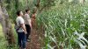 IMG-20260708-WA0150 Komitmen Dukung Swasembada Pangan, Polsek Tongas Rutin Pantau Lahan Jagung