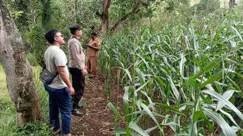 Komitmen Dukung Swasembada Pangan, Polsek Tongas Rutin Pantau Lahan Jagung