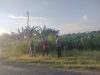 Polri Hadir di Tengah Petani, Polsubsektor Kanigaran Perkuat Sinergi Ketahanan Pangan