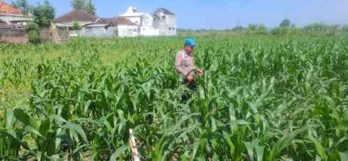 IMG-20260709-WA0241 Kapolsek Yosowilangun Perkuat Ketahanan Pangan Nasional Lewat Pendampingan Petani Jagung